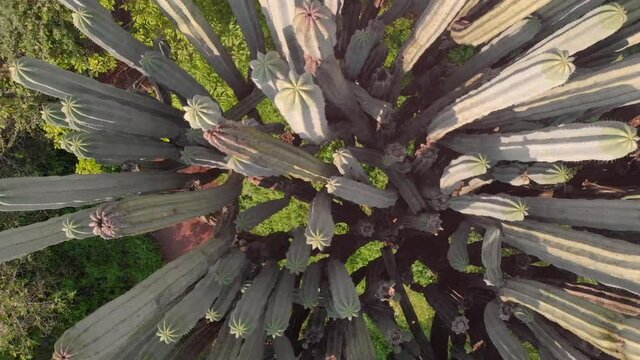 Aerial view of cactus family, top view of big cactus, cactus from above