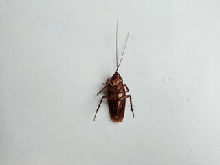 Cockroaches on the floor
