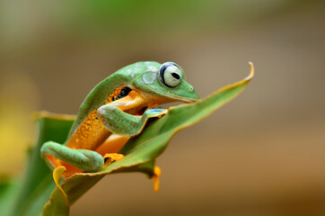 frog
