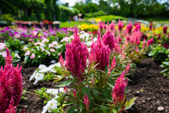 Fleurs du jardin botanique de Montr&eacute;al