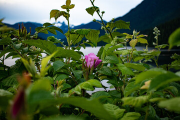 Pink flower in the garden