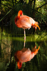 FLAMINGO 2