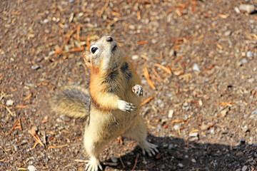 Chipmunk is chasing the food by Minnewanka lake in Banff National Park, AB. Rocky mountains fauna, Canada.