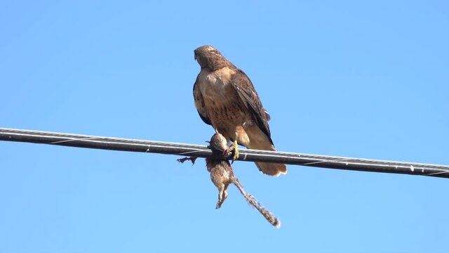  red tailed hawk with a dead ground squirrel as it's kill