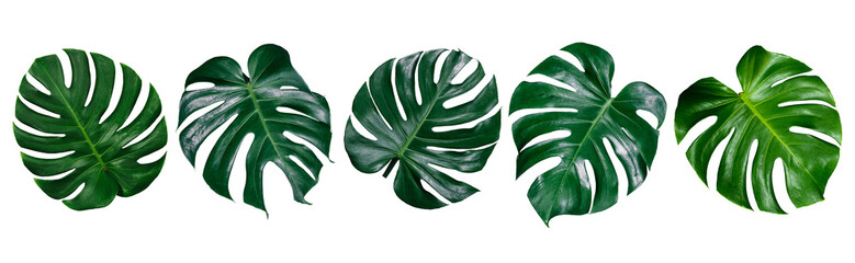 Vibrant Green Mostera Plant Leaves Against A White Background,clipping path inclu