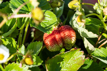 one big red strawberry grown behind green leaves under the sun in the garden 