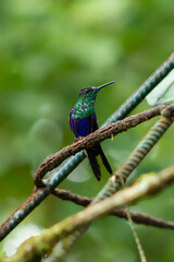 Hummingbird on an artificial branch.