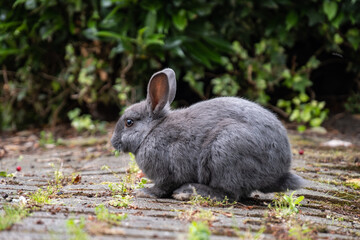 one cute chubby grey rabbit  sitting on the grass field ground by the green bushes