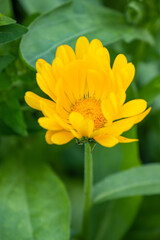 close up of one yellow marigold flower blooming in the garden with green leaves background