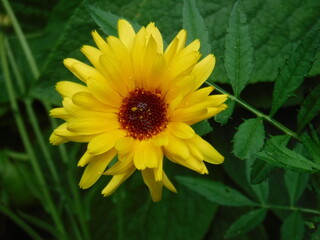 yellow flower in the garden