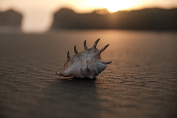 Beautiful unusual seashell on black sand at sunset. Lonely seashell on the beach lit by the setting sun