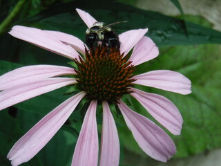 bee on pink flower
