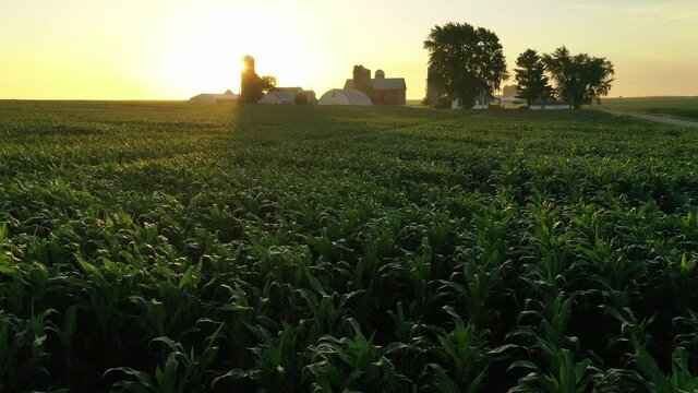 Aerial view of american countryside landscape, farmland. Drone flying low over corn field. Rural scenery. Sunny morning, sunrise, spring summer season 