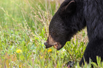 Black Bear (Ursus americanus), Canada