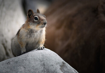 Chipmunk, Canada