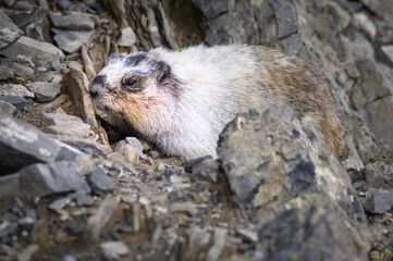 Hoary Marmot (Marmota caligata), Canada