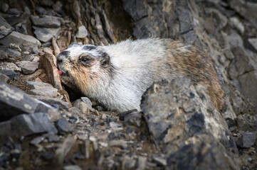 Hoary Marmot (Marmota caligata), Canada