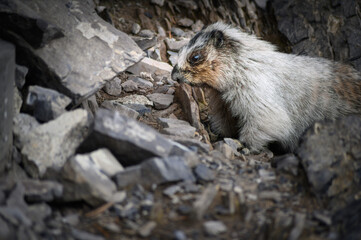 Hoary Marmot (Marmota caligata), Canada