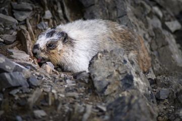 Hoary Marmot (Marmota caligata), Canada