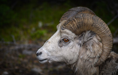 Bighorn sheep (Ovis canadensis), Canada