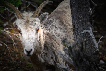 Fototapeta premium Bighorn sheep (Ovis canadensis), Canada