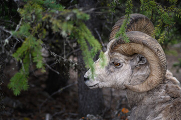 Bighorn sheep (Ovis canadensis), Canada