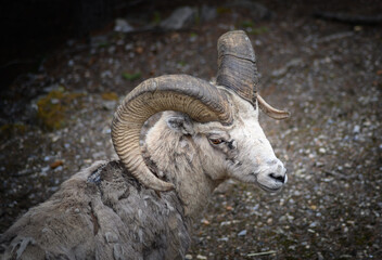 Bighorn sheep (Ovis canadensis), Canada