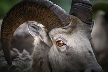 Fototapeta premium Bighorn sheep (Ovis canadensis), Canada