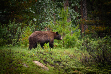 Black Bear (Ursus americanus), Canada