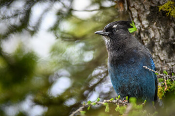 Steller's Jay (Cyanocitta stelleri), Canada
