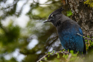 Steller's Jay (Cyanocitta stelleri), Canada