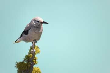 Grey Jay (Perisoreus canadensis), Canada