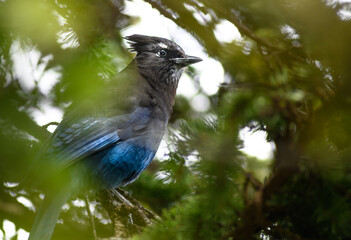Steller's Jay (Cyanocitta stelleri), Canada