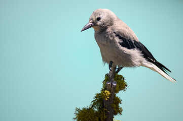 Grey Jay (Perisoreus canadensis), Canada