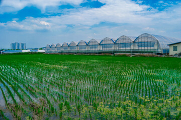 Greenhouses on rice field in Goyang, South Korea. 
