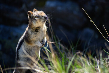 Chipmunk, Canada
