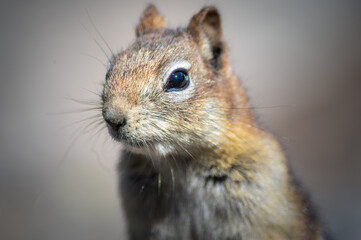 Chipmunk, Canada