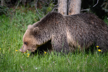 Grizzly Bear (Ursus arctos horribilis), Canada