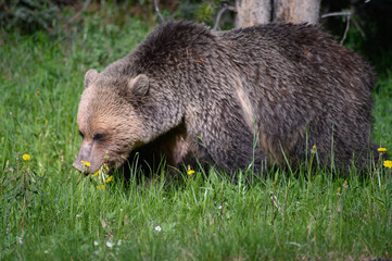 Fototapeta premium Grizzly Bear (Ursus arctos horribilis), Canada