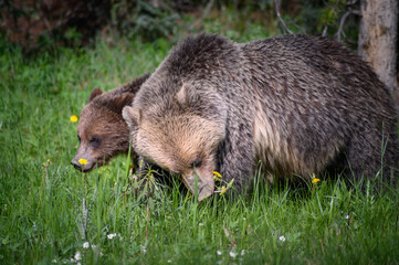 Grizzly Bears (Ursus arctos horribilis), Canada