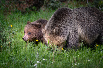 Grizzly Bears (Ursus arctos horribilis), Canada