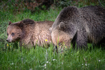 Grizzly Bears (Ursus arctos horribilis), Canada