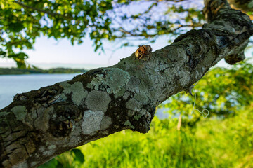 Obraz premium trunk of a tree