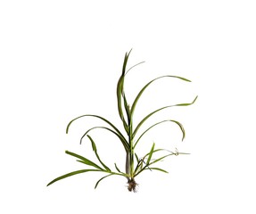 Growing vegetation on white background. environment concept