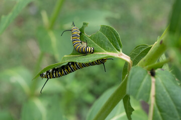Two monarch caterpillars 