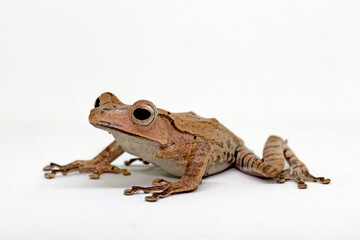 Polypedates otilophus, borneo eared tree frog with white background