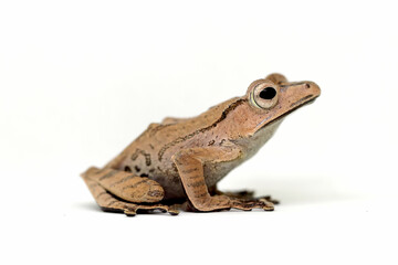 Polypedates otilophus, borneo eared tree frog with white background