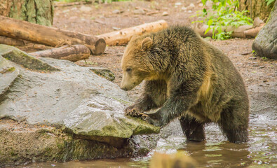 grizzly bear Ursus arctos horribilis in forest climbing onto rock