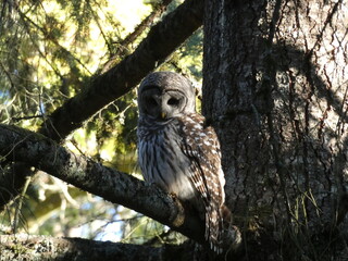 Curious Barred Owl