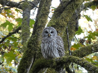 Barred Owl